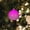 Pink, variant on Christmas Ornaments Bulk LED Disco Ball Decorations Mirror Disco Ball Ornaments 70s Disco Party Supplies Mini Disco Ball Tree Ornament Light Battery Operated Disco Ball with String(Light)