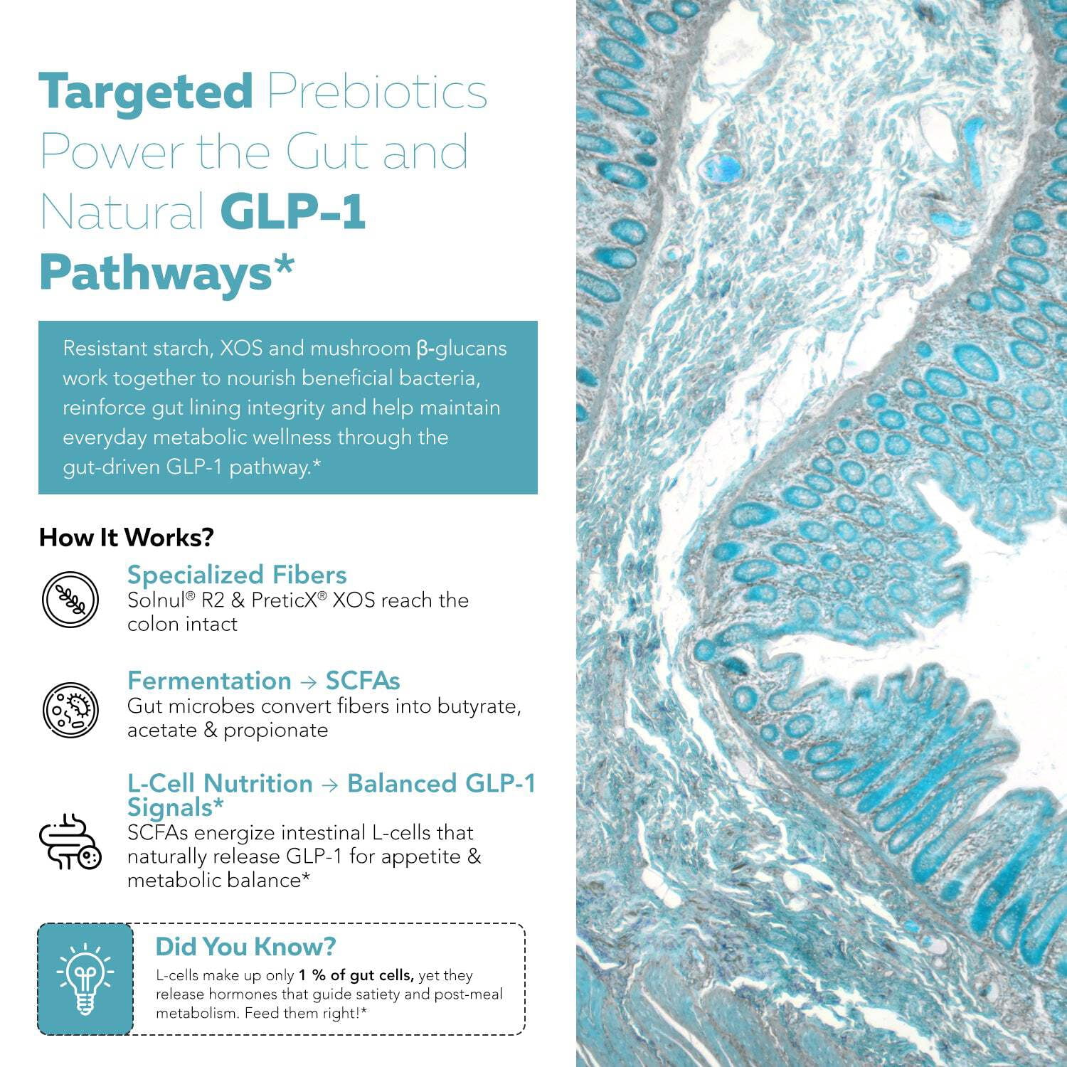 Triquetra Health GLP-Pre: GLP-1 Prebiotic Fiber Complex