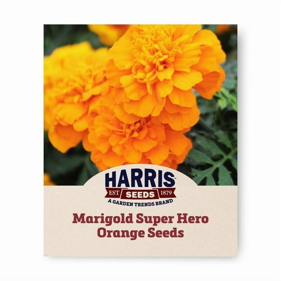 Harris Seeds Marigold Antigua Orange Plant Seeds
