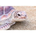 thumbnail image 2 of Hi-Line Gift Ltd. Large Sea Turtle, 2 of 6