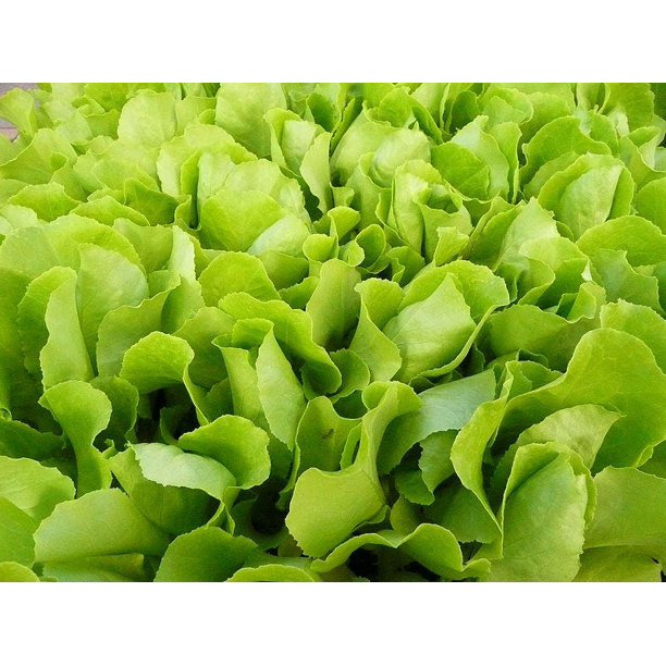 3000 Loose Leaf Green GRAND RAPIDS LETTUCE Lactuca Sativa Vegetable