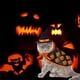 thumbnail image 4 of 2 Piece Set Cat Halloween Costume Pet Halloween Costumes for Cats and Puppy Superman Cosplay Costume for Small Dogs Holiday Clothes for Black Night Bl, 4 of 5