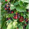 thumbnail image 2 of Set 2 Arapaho Thornless BlackBerry Plants Live for Planting, Blackberries Plants Fruit Bushes Outdoor Garden 4 to 6 Inch Tall, 2 of 6