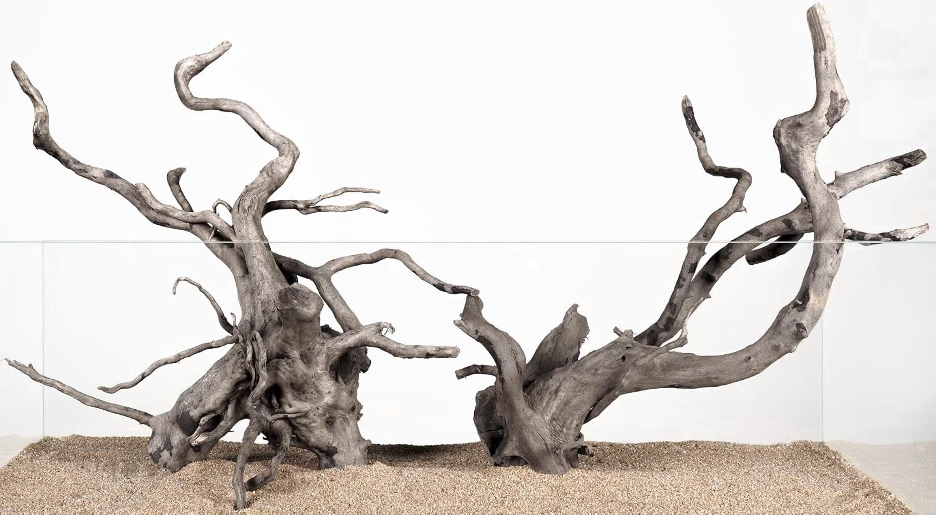 Natural Spider Wood Driftwood Branches for Aquarium Decoration (12-16 Inch, XL, 4 Pieces)