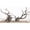 Spider Natural Wood, variant on Natural Spider Wood Driftwood Branches for Aquarium Decoration (12-16 Inch, XL, 4 Pieces)