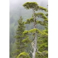 thumbnail image 2 of Paulson, Don 17x24 White Modern Wood Framed Museum Art Print Titled - Alaska, Glacier Bay NP Hemlock tree in forest, 2 of 4