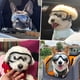 thumbnail image 4 of Gafas y Lentes de Sol para Perro NAMSAN Transparentes para Razas Medianas a Grandes, 4 of 8