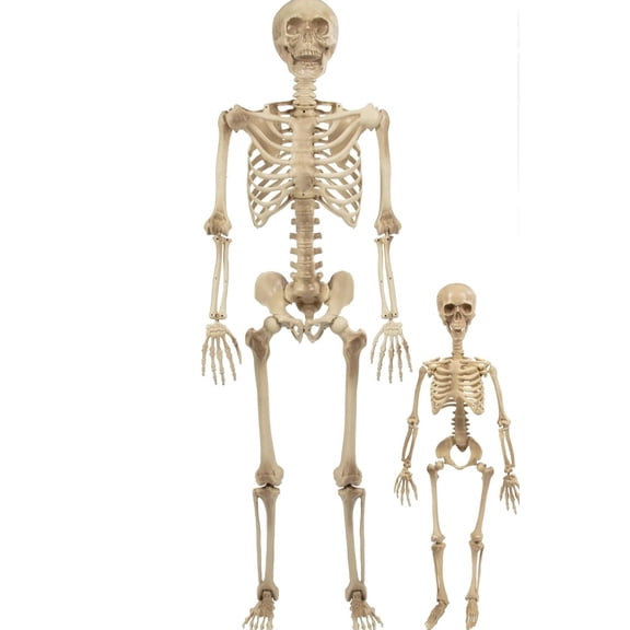 Life Size Posable Human Skeleton Decoration Value 2 Pack- Adult 5' 4" & Child 2' - Articulated Limbs Stay in Place, Weather Resistant Indoor/Outdoor- Upgrade Fall House Party Props