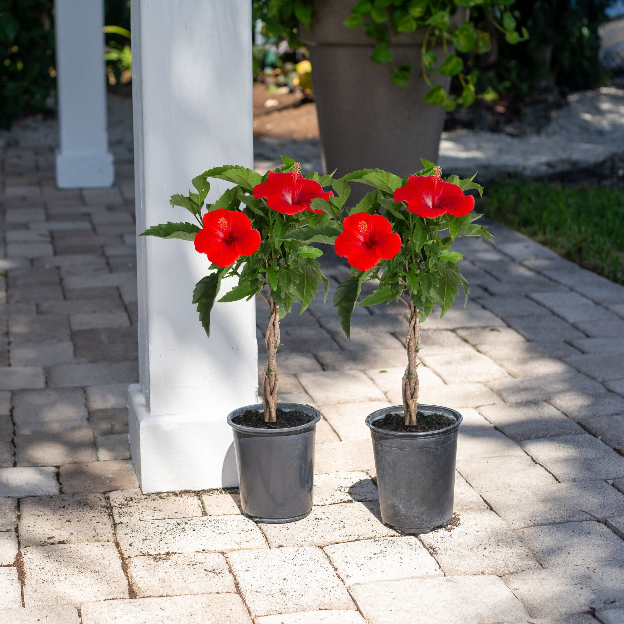 Costa Farms Island Blooms Live Outdoor 20in. Tall Assorted Hibiscus; Full Sun Outdoors Plant in 5in. Grower Pot, 2-Pack