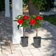 thumbnail image 4 of Island Blooms by Costa Farms 24" Tall Hibiscus, Direct Sunlight, Live Flowering Outdoor Plant, 2-Pk, 4 of 13