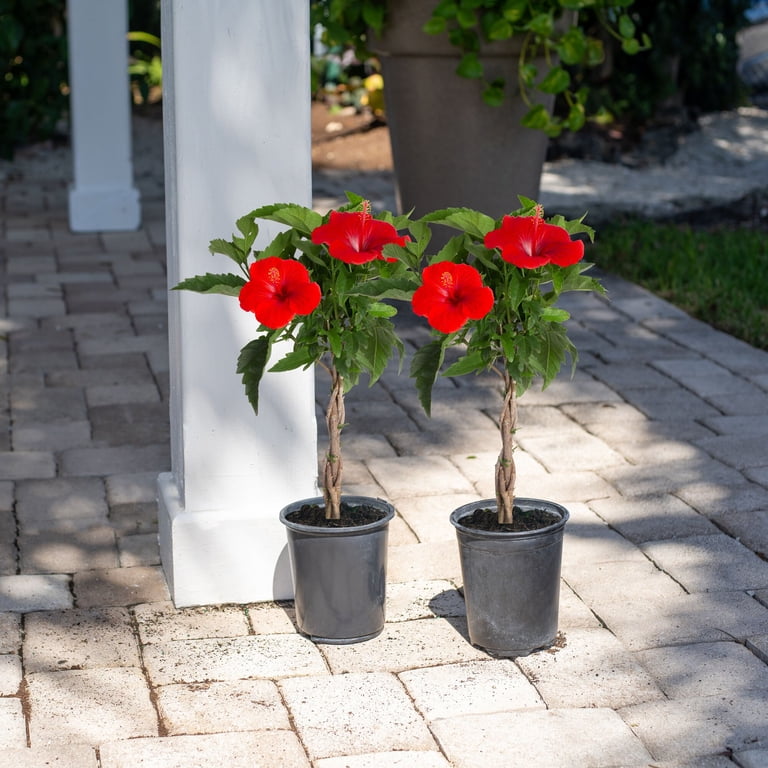 Island Blooms Hibiscus 24" Live Outdoor Plant, in 2.5 Qt. Grower Pot (2  Count) - Walmart.com