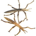 thumbnail image 2 of KAKOWELY 2 Pcs Modèle d'Insectes Simulation Éducatif Statue d'Insectes Modèles de Reconnaissance des Insectes, 4.13x"X3.54"X0.39 Pouces, 2 of 5