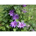 thumbnail image 2 of Clematis Marie Louise Jensen - Live Plant in a 4 Inch Growers Pot - Clematis 'Marie Louise Jensen' - Starter Plants Ready for The Garden - Beautiful Purple Blue Flowering Vine, 2 of 5