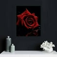 thumbnail image 5 of JRXY  Red Rose Canvas Wall Art Flower Blossoming on Black Background Picture Print Wall Painting Modern Artwork Wall Décor for Bedroom Living Room Bathroom Office 16x20 in, 5 of 5