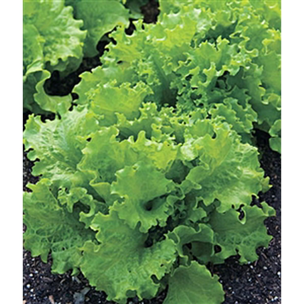 Lettuce Black Seeded Simpson Seed Heirloom 1 Packet