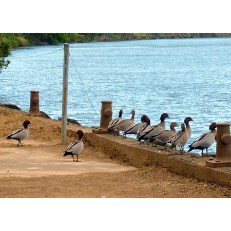 Waterfowl Wood - Canvas Print Wood Ducks Row Bird Waterfowl Ducks Ducks in A Row Stretched Canvas 10 x 14