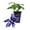1 Plant, variant on Clematis Durandii - Live Starter Plant in a 2 Inch Growers Pot - Starter Plants Ready for The Garden - Rare Clematis for Collectors