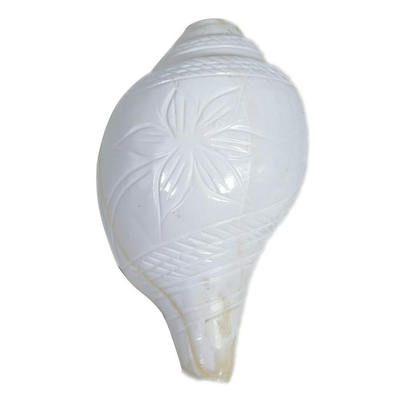 Loud Blowing Shankh for Pooja (3.5 Inch, White) By Indian Collectible
