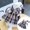 Black, variant on Stylish Plaid Print Dog Harness Dress with Bowknot for Small Dogs Comfortable Adjustable Pet Outfits for Indoor Outdoor Use