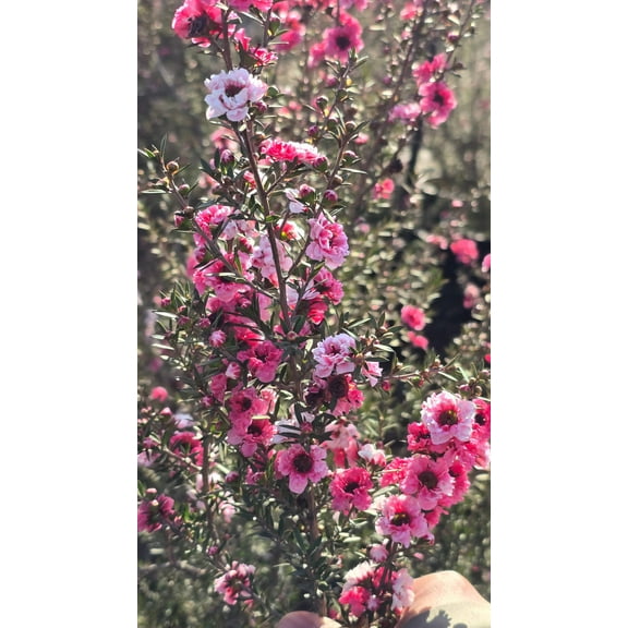Leptospermum scoparium 'Pink Cascade' 5 gallon pot 5tf tall - Get similar