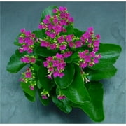 Expert Gardener No Shade Qt Kalanchoe