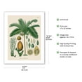 thumbnail image 2 of Betel Nut Palm - Vintage Botanical Illustration by Walther Otto Müller, C.F. Schmidt, and K. Gunther c.1887 - Bamboo Fine Art 290gsm Paper (Unframed) 17x22in, 2 of 4