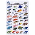 thumbnail image 2 of Guide to Reef Fish Caribbean ID Card Travel 6x9 BK13, 2 of 2