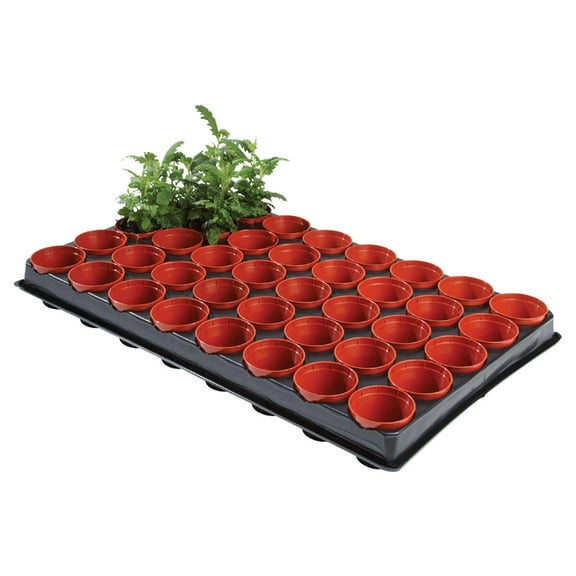 Ambassador Growing Tray