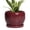 Glossy Red, variant on 6 inch Ceramic Planter Blue Glaze with Drainage Hole and Saucer for Orchids and Indoor Plants