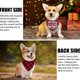 thumbnail image 5 of Paquete de 2 bufandas clásicas para mascotas con estampado de Feliz Navidad y triángulo, decoración de accesorios navideños para mascotas, 5 of 5