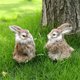 thumbnail image 4 of Mini Realistic Plush Rabbits Kids Toys Decorations Birthday Gift Lifelike Artificial Animal pocket Bunny Plush Toys Model, 4 of 5