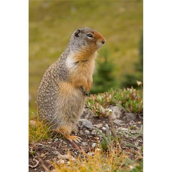 British Columbia Banff Np Columbian Ground Squirrel Poster Print by Jaynes Gallery - 17 x 26 in.