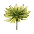 thumbnail image 1 of Vickerman FO195006 Assortiment de Choix Succulents Verts de 6 Po - Pack de 3, 1 of 6