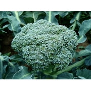 Espoma - Organic Traditions Compost Starter- 4 lb Bag - BE4