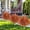 Orange, variant on 23 Inch Realistic Autumn Cedar Tree Outdoor Potted Decoration For Garden Patio Porch Fall Seasonal Display