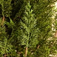 thumbnail image 5 of DR.Planzen 2 Pack 6ft Artificial Cedar Tree with Real Wood Trunk, Faux Silk Plant UV Resistant for Indoor Outdoor, Lifelike Fake Potted Tree for Home Office Decor, 5 of 8