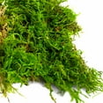 thumbnail image 5 of ProFlora Green Forest Moss 2oz - Floral Arranging Supplies 0.15lb, 5 of 7