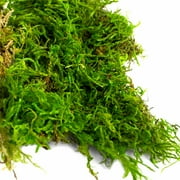 Proflora Preserved Forest Moss, True Green, 320 CU in