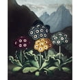 thumbnail image 3 of Thornton, Dr R 15x18 Black Modern Framed Museum Art Print Titled - Auriculas, 3 of 5
