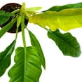 thumbnail image 2 of Philodendron Jungle Boogie 4 inch Philo Narrow Rare Indoor House Plant, 2 of 6