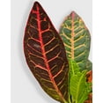 thumbnail image 2 of Croton Petra Codiaeum Variegatum Pictum  'Joseph's Coat' - Live Air-Purifying Indoor Plant in Nursery Pot – Easy Care, Low Maintenance Houseplant for Home & Office Decor, Natural Air Cleaner, Best for, 2 of 6