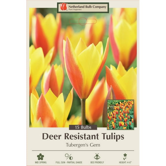 Tubergen's Gem Candlestick Tulip 15 Bulbs - 6/  cm Bulbs