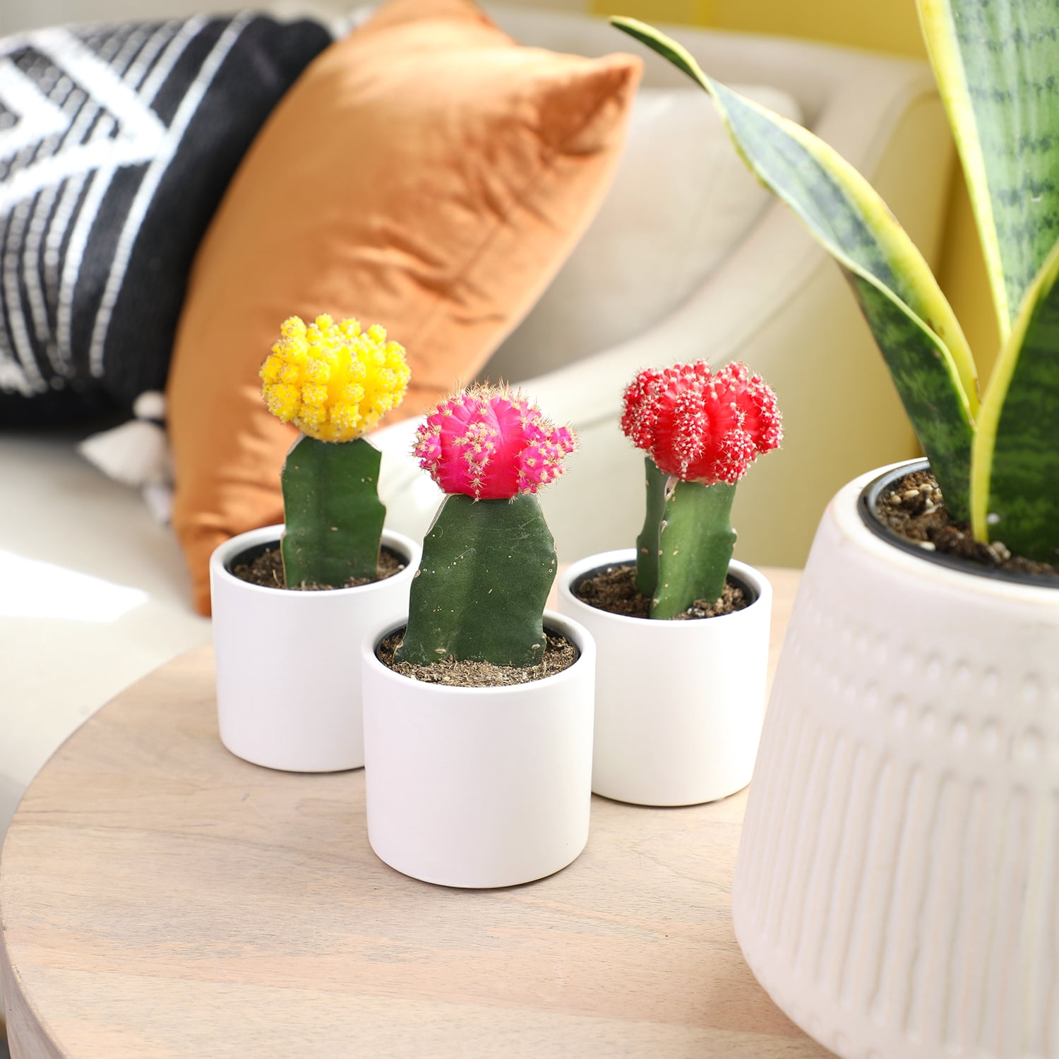 Altman Plants 2.5in Grafted Cactus Collection in White Ceramic Pots - 3 Pack