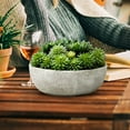 thumbnail image 3 of Serene Spaces Living 7" Echeveria Succulent Mix in Bowl - for Weddings and Home Décor, Real Looking Succulent for Decoration, Single, 3 of 6