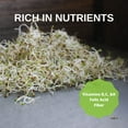 thumbnail image 6 of Certified Organic Alfalfa Sprouting Seed- 8 Oz - Handy Pantry Brand - High Sprout Germination- Edible Seeds, Gardening, Hydroponics, Growing Salad Sprouts, Planting, Food Storage & More, 6 of 8