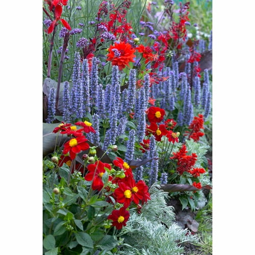 Bloomsz Perennial Garden Flower Bulb Collection, 6pk