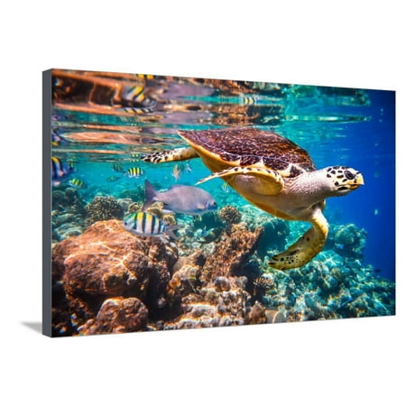 Hawksbill Turtle - Eretmochelys Imbricata Floats under Water. Maldives Indian Ocean Coral Reef. Stretched Canvas Print Wall Art By Andrey