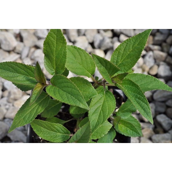 Pineapple Sage - A Favorite for Hummingbirds and You - 3" Pot -  Live Plant