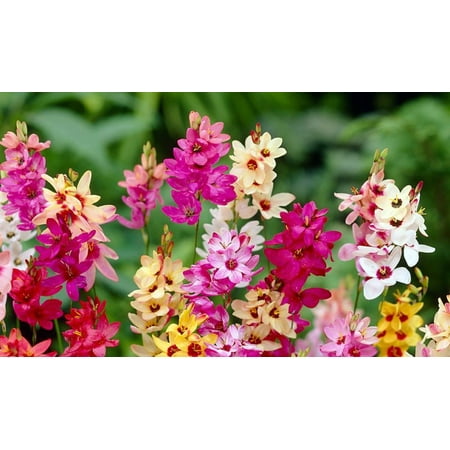 Heirloom Flower Bulbs - Wand Flower Mix - Ixia - 40 Bulbs - Exquisite Color! - 5/+ cm Bulbs