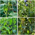 thumbnail image 5 of 75 Pieces Gardening Tool Set, 30 Plant Stake 18 Inch Garden Stake Metal Plant Support, 15 Matching Connecting Pipe, 30 Gardening Plant Flower Loop Gripper Clip for Potted Plant and Garden Flower, 5 of 5